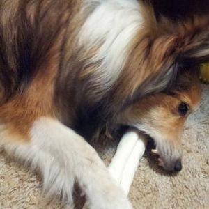 nom nom nom... K-kap loves raw hide