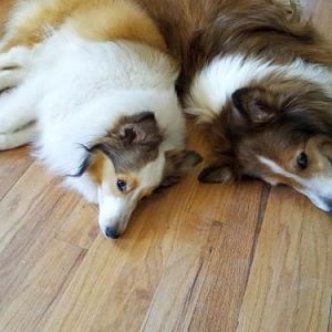 Dixie and F-kap