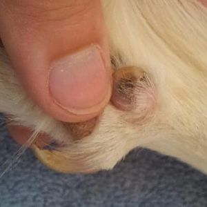 Dixie has a double dewclaw. Her former owners never cut it, now it's grown into a full circle.