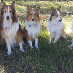 First pic of all the babies back together
(L to R) Ida, F-kap, Sarah, Dixie, and Jody