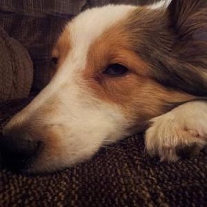 After 5 days she is still very sleepy and  her eye's are  bothering her even more