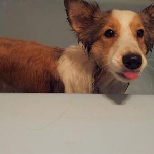 This is how Dixie feels about bath time!
