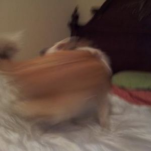 Sheltie twister!!! Dixie's got zoomies! :D