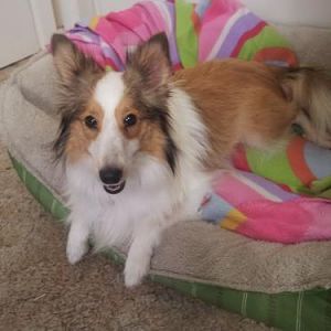 Happy to be home from the vet