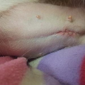 Spay stitches