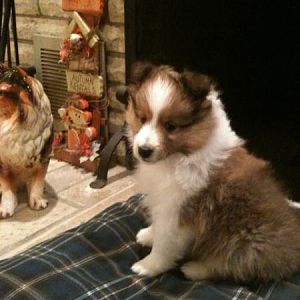 Ruffles 8 Weeks
