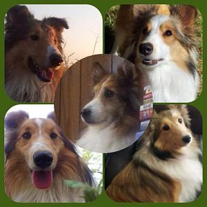 Top left, Jody
Top right, Dixie
Bottom left, Sarah
Bottom right, Ida
Middle, F-kap