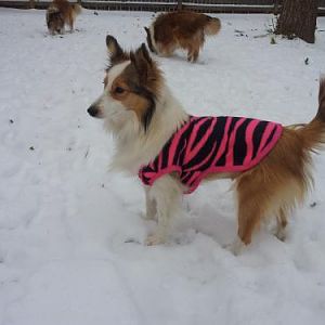 Dixie likes her sweater
