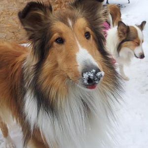 They've been eating too much snow! Haha!