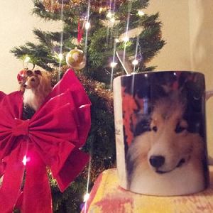 Have a Marry Sheltie Christmas!!!