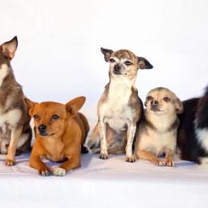 Willow, Moose, Papi, Bindi, Olive, and Angus