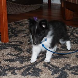 Angus at 8 weeks - his first day home