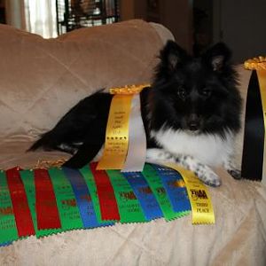 Angus and his first agility titles - His TBAD and TG1