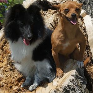 Angus and his best buddy Papi