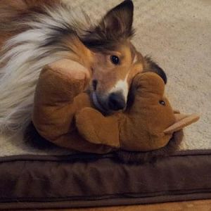 Jody loves his pony