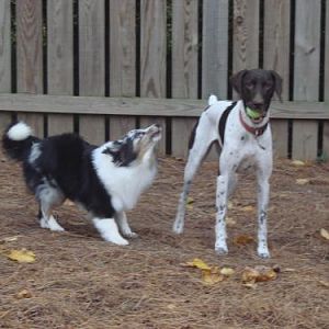 Scout letting Kylie know she has something to say