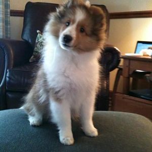 Ruffles 13 Weeks Old