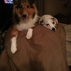 Bentley hanging out with his big sister, who still doesn't care for him.