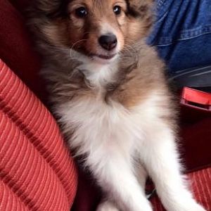 9 weeks old