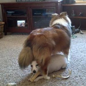 Poor Casey, she can't even chew her bone in peace!