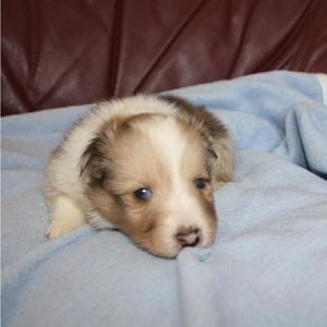 My new boy....Blue eyes.....so no conformation for him