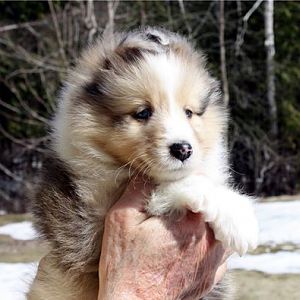 Callan at 7 weeks