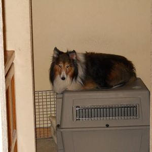 Her snoopy imitation.