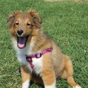 Laughing puppy.