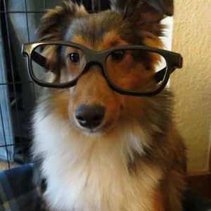 Hipster Sheltie.