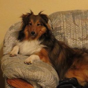 Her favorite place on the couch.
