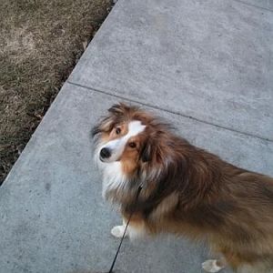 franklin 1yr