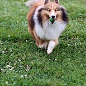Fetching machine