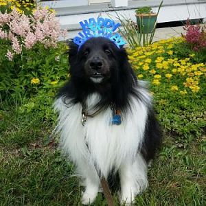 Happy 3rd Birthday Watson!