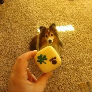Sparky on his 14th Birthday, March 30th 2014. About to get a very tasty treat!