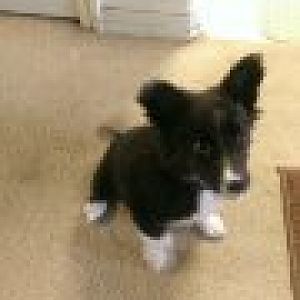 Jasmine 02162014 - Shortly after bringing her home. Her ears refused to stay tipped. Lol.