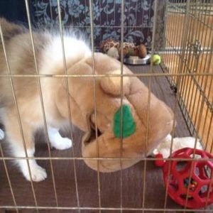 Silly pup stuck with head in toy!