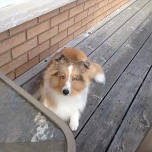 Ruff growing in
