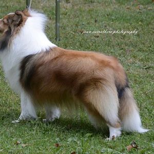 Ruffles ~ Best in Show
Greenwich Kennel Club
September 2014