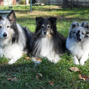 All 3 dogs