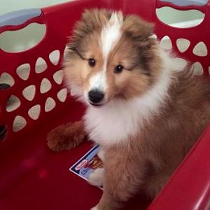 Helping with the laundry