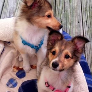 Puppy play