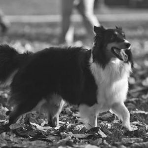 Throwing leaves for a good photo!