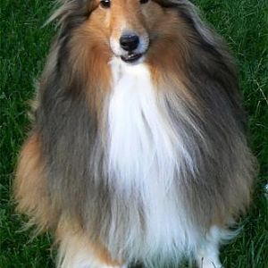 Billy
From Michigan Sheltie Rescue

My first rescue and heart dog!