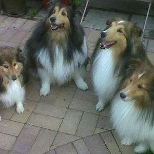 Jasmine (on the left) with my boys
She is from Michigan Sheltie Rescue