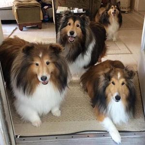 Logan. Chance, Laddie and Jasmine