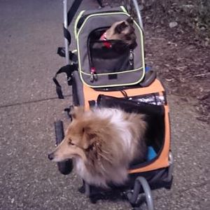The double decker stroller