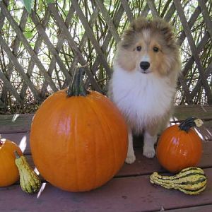 Pumpkin Posing