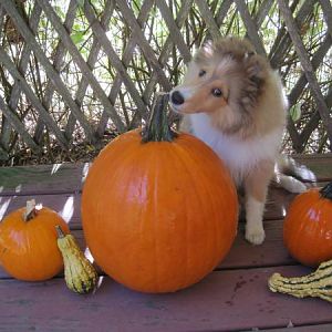 Pumpkin Trouble