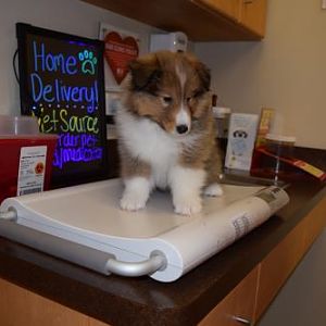 Jake at the vet, 8 weeks