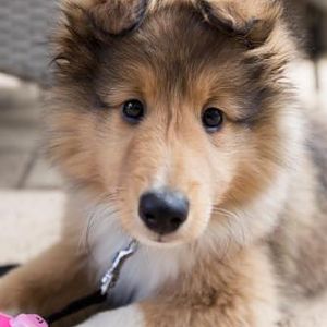 Gordon @ 9 weeks